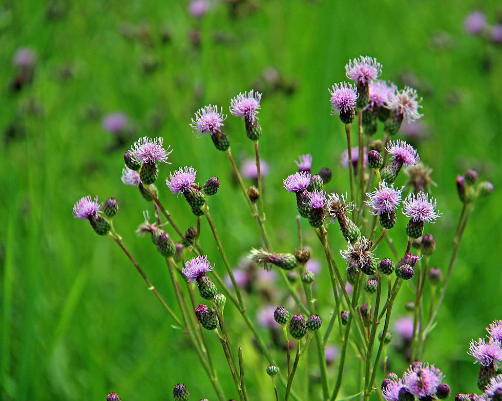 Flowers along Rustic Road 52 in Washington-Ozaukee Counties