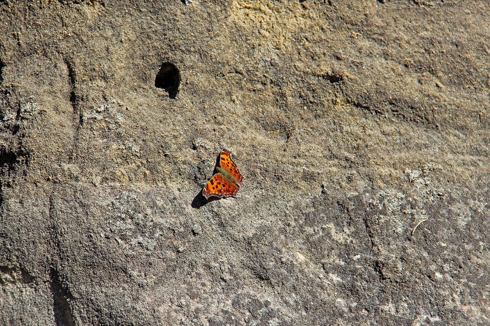 Moth on rock along Rustic Road 104 in Columbia-Marquette Counties