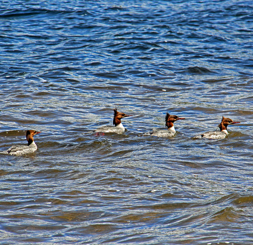 Waterfowl near Rustic Road 60 in Vilas County