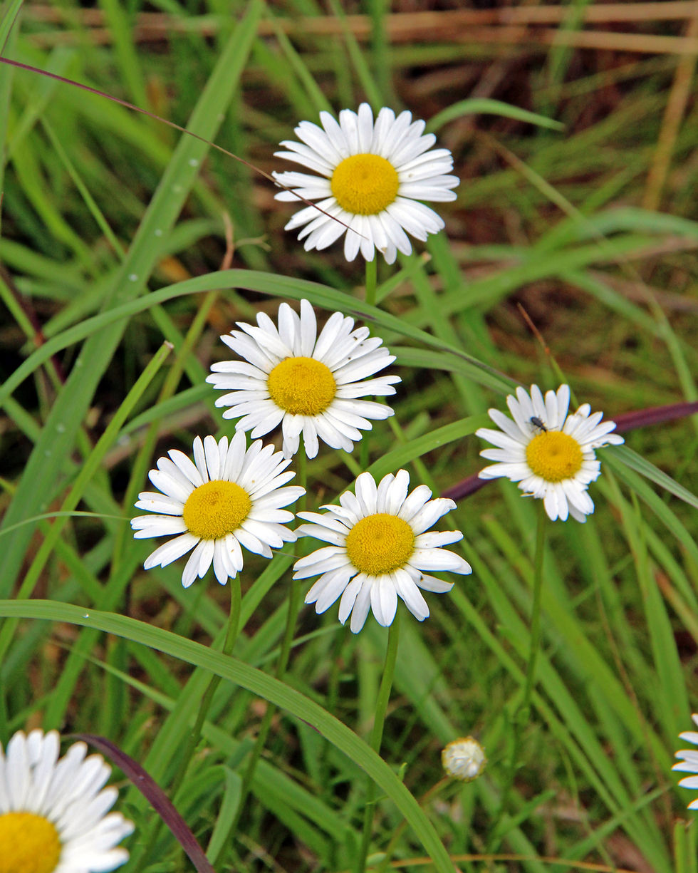 Flowers along Rustic Road 116 in St. Croix County