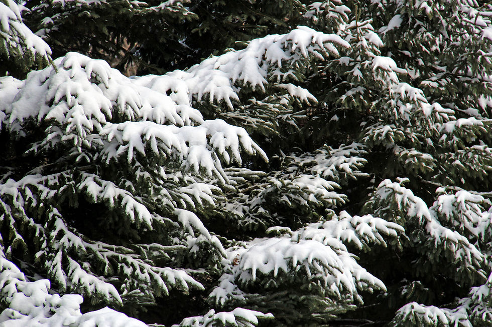 View of trees along Rustic Road