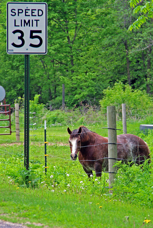 Horse staring along Rustic Road 92 in Pierce County