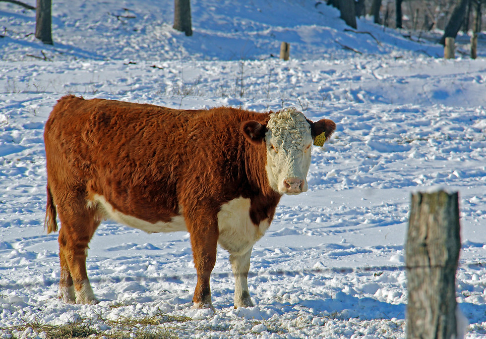 Cow staring along Rustic Road 66 in LaFayette County