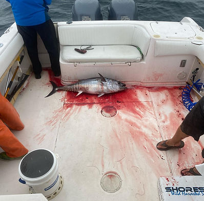 tuna fishing montauk.jpg