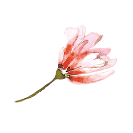 Pivoine simple 3.png