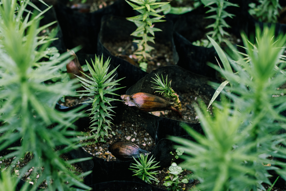 CAMBI DEL DONATORE (A vista o in 12 volte)