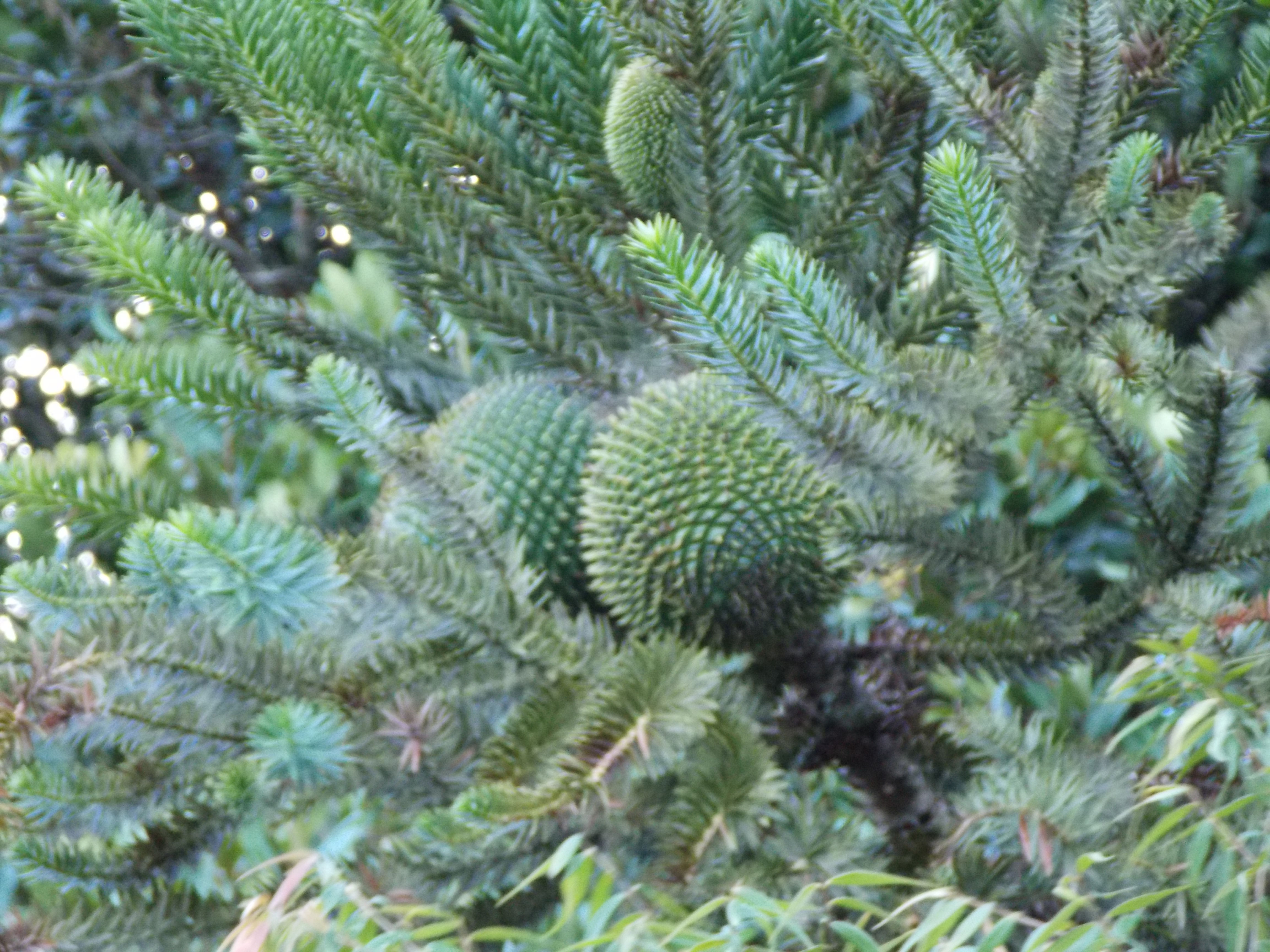 DONANTE DE SEMILLA (A la vista o en 12 cuotas)