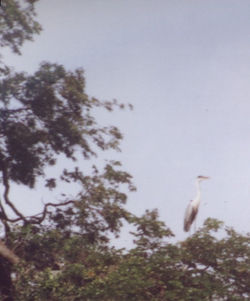 garça448