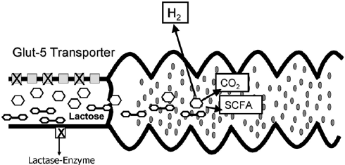 Mécanisme de fermentation bactérienne dans l'intestin grêle — transporteur Glut-5, lactose, SCFA, CO₂