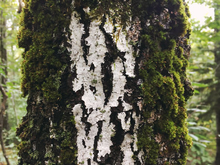 A Month in the Woods: Reaching Out