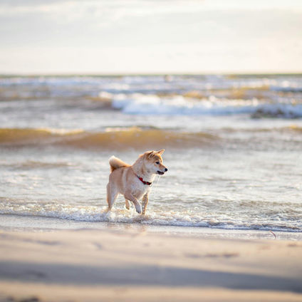 GPS Tracking for Dogs: A New Zealand Perspective Guide