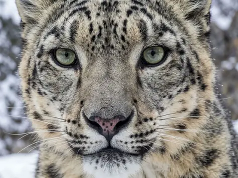 What AI Upscaler Can Improve Image Quality Without Making It Look Fake or Overprocessed?