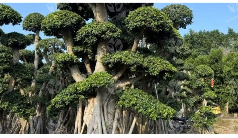What to Look for When Buying a Ficus Bonsai Tree for Sale