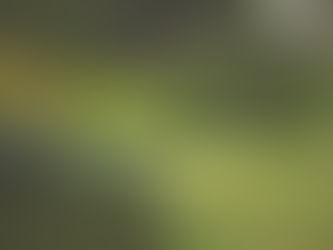 Transforming Yard Health with Expert Invasive Plant Management