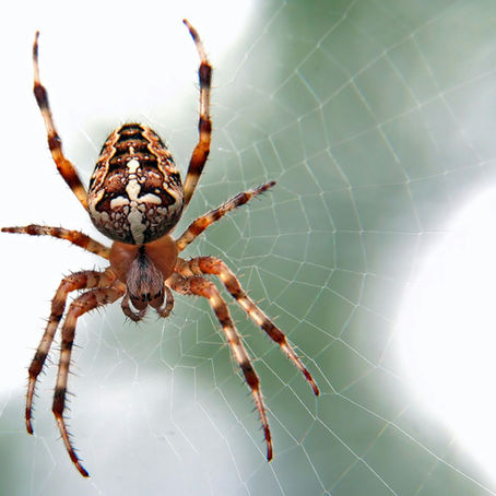 How to Reduce Spider Activity Around Your Home Before It Becomes a Bigger Problem