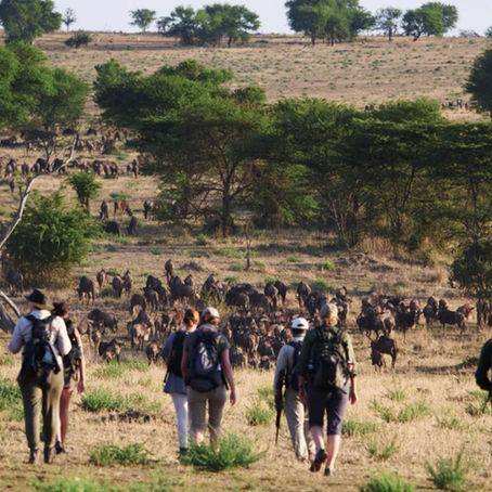Best Safari in Tanzania: Explore Serengeti Migration and Tanzania Safari and Zanzibar Adventure