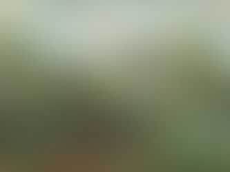 Claude Monet: Time, Light, and Persistence