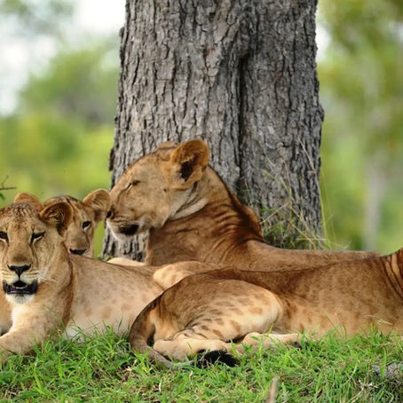 Ultimate East Africa Wilderness Journey Guide for Unforgettable Adventure