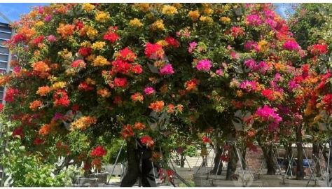 How to Choose the Right Multicolor Bougainvillea for Your Garden