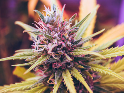 Closest dispensary to Ivy City: a guide to THC drinks for the sober-curious