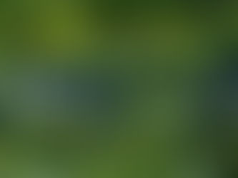 Essential Pest Control Tips for Maintaining a Healthy Garden