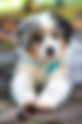Puppy Training in Columbus, OH: Where to Start
