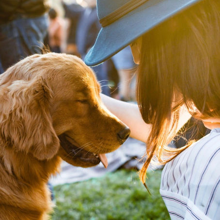 The Heartbreak of Watching a Dog Give Up the Things It Once Enjoyed