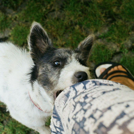 How to Recover After a Dog Bite in Arizona: Medical, Legal, and Emotional Steps