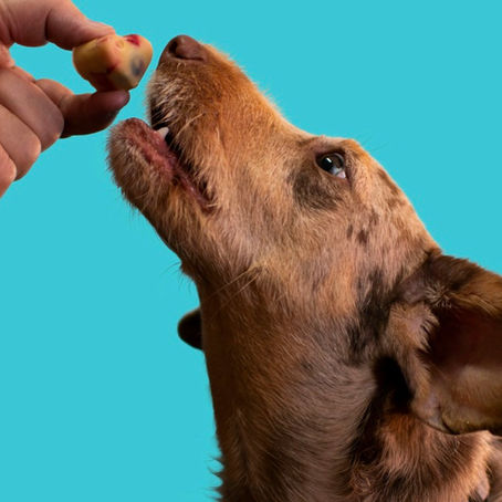 What Are the Healthiest Treats for Dogs?