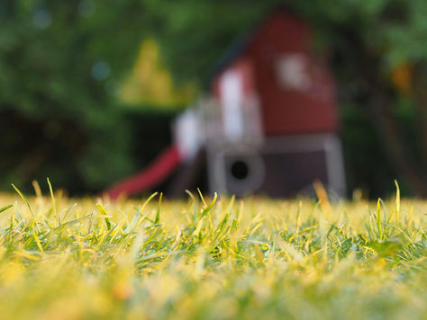 A Safer Outdoor Space: Why Professional Pest Treatment Is Worth It