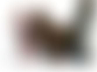 Dallas Auction Gallery - Mad Day Out with the Beatles - Photography by Tom Murray