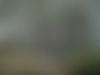 When is Tree Removal Not Just an Option, but a Necessity?