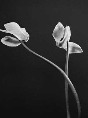 The Intimacy of Seeing: A Photographic Survey of Jean-Baptiste Huynh