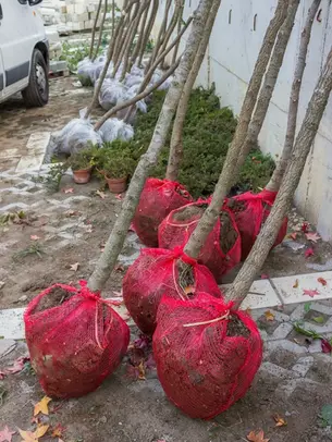 How, When, and Why to Use Rootball Hedging