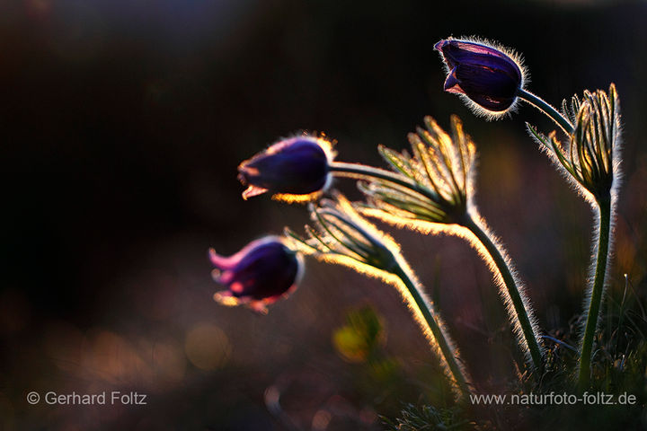 Werbach Küchenschellen im letzten Abendlicht.jpg