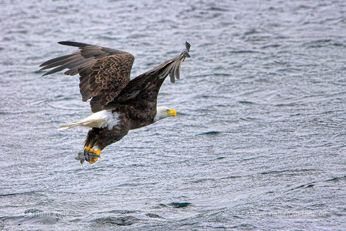 Kanada Neufundland Terranova Nationalpark Weisskopfseeadler beim Fischfang.jpg