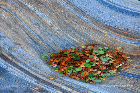 Schweiz Verzascatal Herbstblätter.jpg