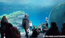 Pacific Seas Aquarium at Pt. Defiance Zoo