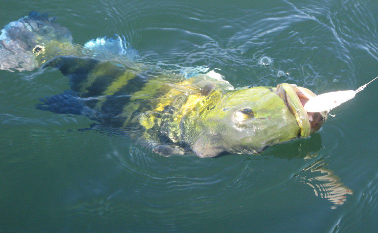A pesca esportiva é uma das atrações do município de Peixe - Perlane Loiola - Governo do Tocantins