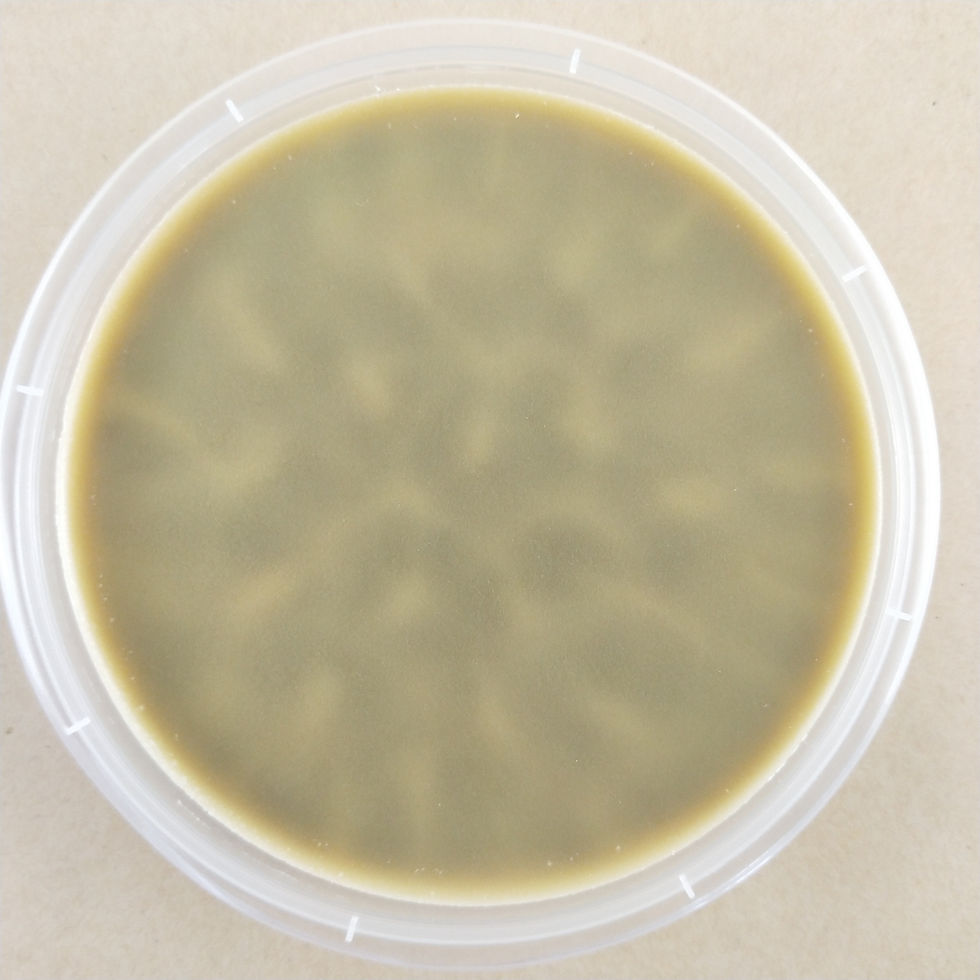 Thumbnail: Chocolate Wildpod Soy Wax Melt