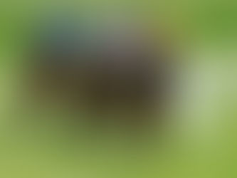 Punters' Paradise: Find Your Winning Picks at Solarbet