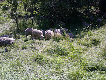 Kapitel 12: Zitteraale