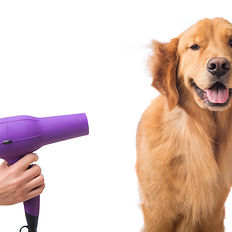 a dog getting blow dried as its a service we do