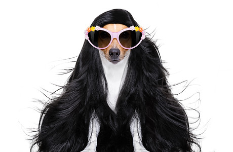 Dog Blow Dry.jpg