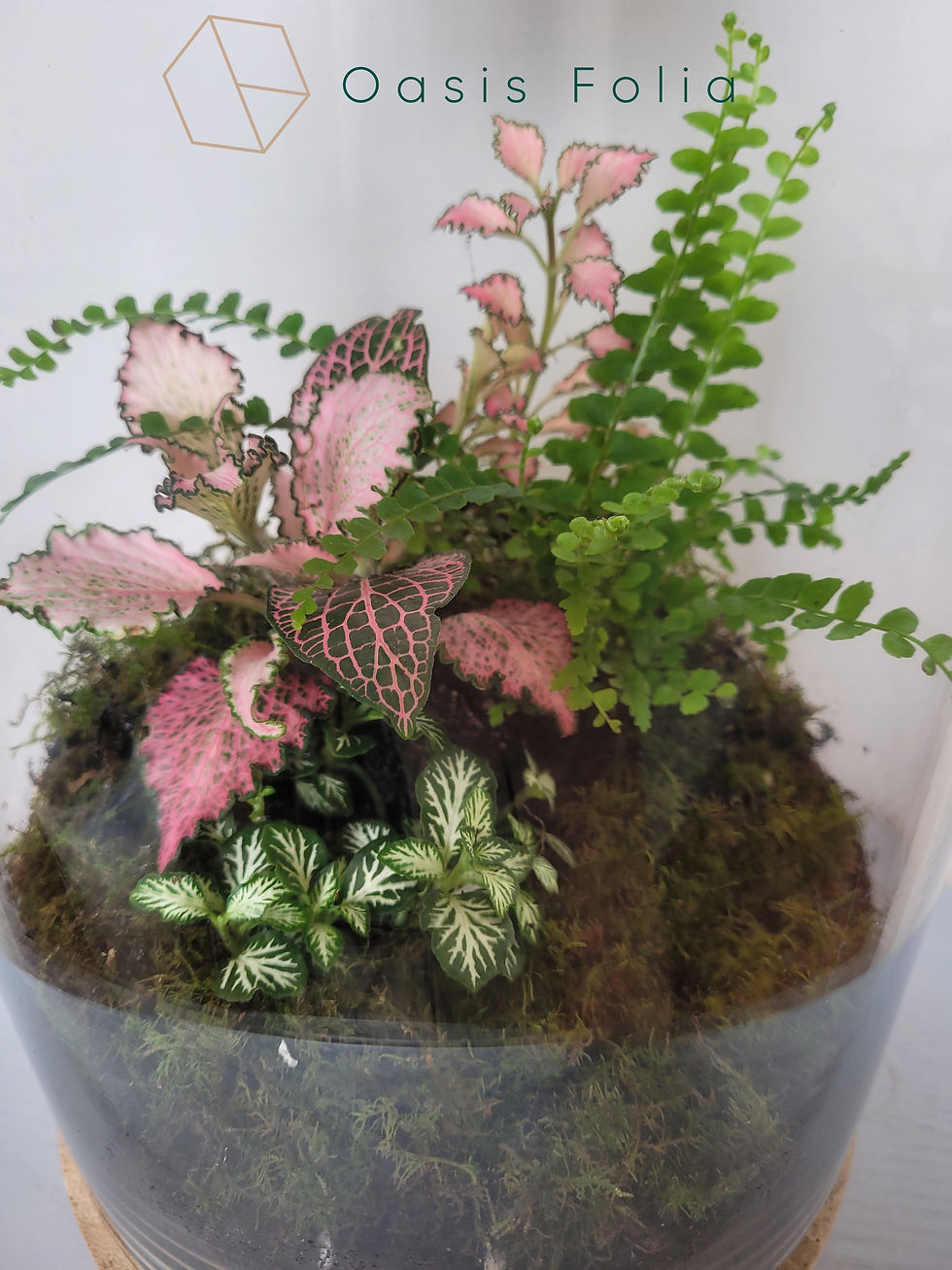 Thumbnail: Terrarium T66a