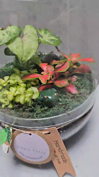 Thumbnail: Terrarium T68a