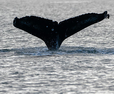 whale in Alaska