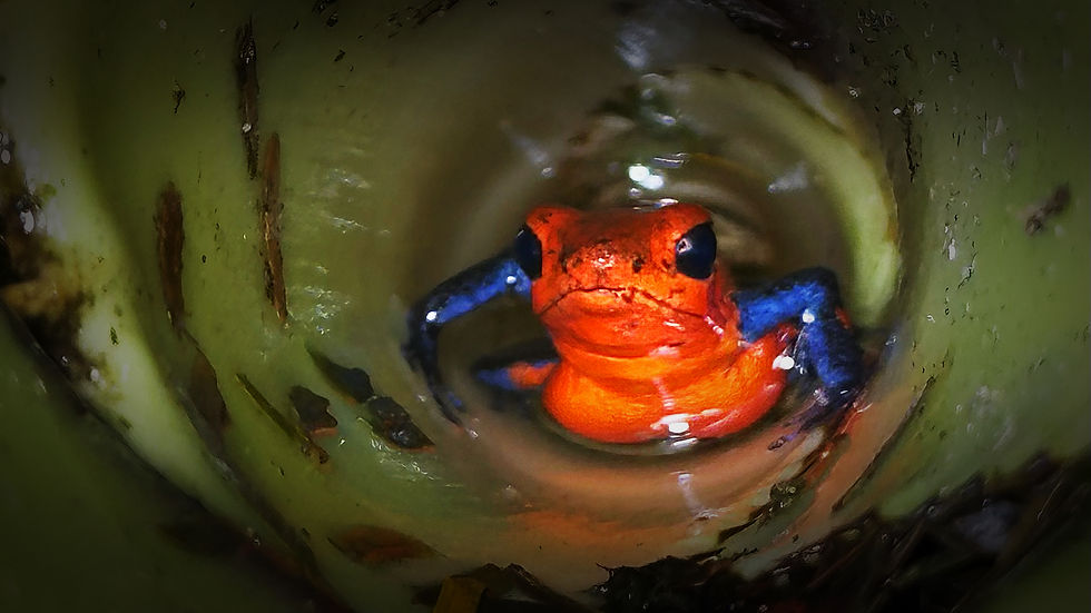 Strawberry Poison-dart Frog