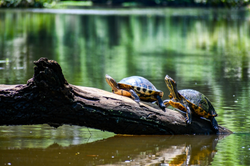 Slider turtles