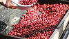 BnB_Washing Coffee Cherries.png